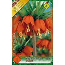Császárkorona fritillaria Rubra 1-db-os