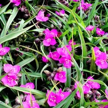 Tradescantia x andersoniana Rubra - kerti pletyka cs14