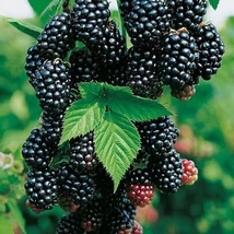 Rubus fruticosus 'Black Satin' - Fekete szeder, tüskétlen nagy termésű K2 40/50
