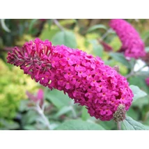 Buddleja Mix nyáriorgona K2L 20/40