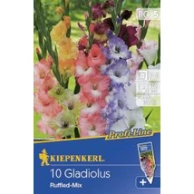 Kiepenkerl Kardvirág gumó Ruffled mix 10db/cs