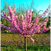 Prunus triloba Babarózsa K18 T150