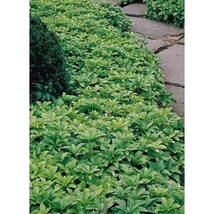 Pachysandra terminalis - Japán kövérke Cs9