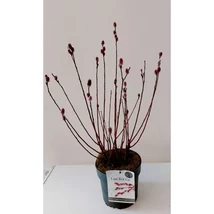 Salix gracilistyla 'Mount Aso' - Rózsaszín barkafűz 80cm