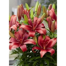 Lilium Asiatic Salinero Cs14