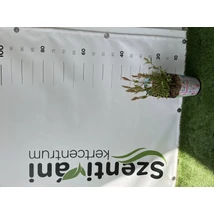 Salix in. flamingo - Tarkalevelű japánfűz 40