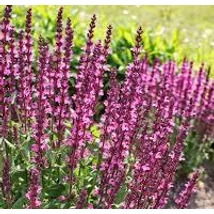 Salvia nemorosa Pink Beauty -  Ligeti zsálya CS14