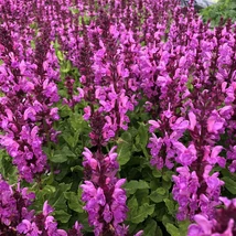 Salvia nemorosa 'Rose Marvel'-  Ligeti zsálya CS14