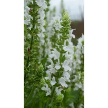 Salvia nemorosa 'Sensation Medium White' - Ligeti zsálya Cs14
