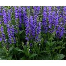 Salvia pratensis Fashionista Evening Attire - Mezei zsálya kék CS14