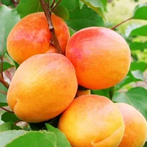 Prunus armeniaca Sungiant - Kajszibarack 10l