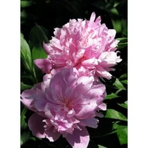 Paeonia lactiflora 'Sarah Bernhardt' - Illatos bazsarózsa K3l