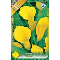 Kála Zantedeschia Yellow 1db/cs