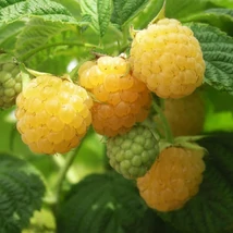 Rubus idaeus Golden Everest - Sárga málna K2 30/40