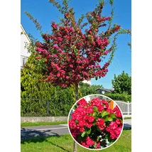 Crataegus laevigata Paul's Scarlet Díszgalagonya Drótlabdás 10/12