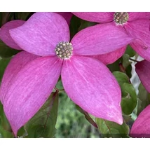 Cornus kousa 'Scarlet Fire'/'Rutpink' - Csillagsom C45