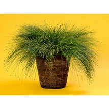 Scirpus cernuus (Isolepis cernua) –Káka - optikai fű P17