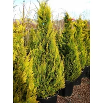 Chamaecyparis lawsoniana 'Stardus' T  Arany oregoni hamisciprus törzses FL T125