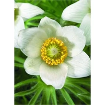 Pulsatilla vulgaris Pinwheel White - Fehér nyugati kökörcsin Cs9