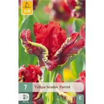 Jub Seadov Parrot tulipán virághagyma 5 db/cs Jub Seadov Parrot tulipán virághagyma 5 db/cs
