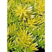 Sedum Winter Lemon varjúháj D14