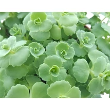 Sedum sieboldii - Varjúháj CS9