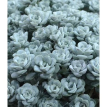 Sedum sp cape blanco - Varjúháj CS9