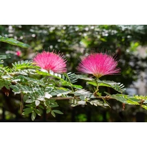 Albizia julibrissin - Selyemakác K5 150+