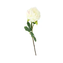 Selyemvirág Peonia
