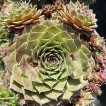 Sempervivum - Kövirózsa D14/15