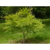 Acer palmatum 'Seiryu' - Japán juhar K3 60/80