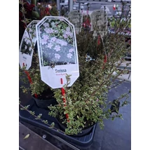 Serissa japonica Pink Mystic
