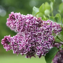 Syringa vulgaris 'Sensation' - Tarka szirmú orgona K15
