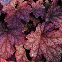 Heuchera World Caffe Shakerato – Tűzeső Cs14