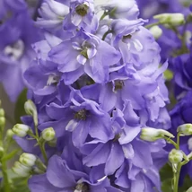 Delphinium coltorum Dignity Blue Shades szarkaláb D14