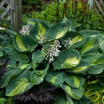 Hosta Shodowland Hudson Bay- Árnyliliom Cs14