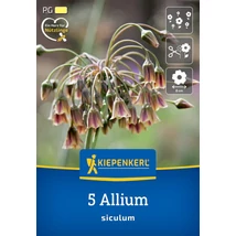 Kiepenkerl Allium Siculum mézes díszhagyma virághagymák 5db