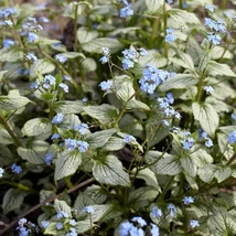 Brunnera macrophylla Silver Heart -  Kaukázusi nefelejcs