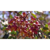 Pistacia "Vera" sirora termő suháng 120 cm K 3,6l - Pisztácia