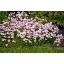 Oenothera speciosa Siskiyou– Pompás ligetszépe Cs14