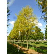 Gleditsia triachantos 'Skyline' - Oszlopos krisztustövis / lepényfa K110 14/16+