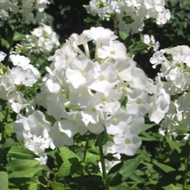 Phlox paniculata 'Sweet Summer Snow' - Bugás lángvirág Cs17