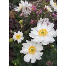 Anemone hupehensis Snow Angel - Őszi szellőrózsa, kínai szellőrózsa CS14