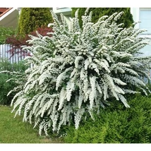 Spiraea nipponica 'Snowmound' - Fehérvirágú nipponi gyöngyvessző 20-40