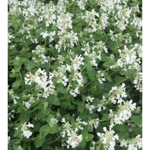 Nepeta racemosa Snowflake - Macskamenta CS9