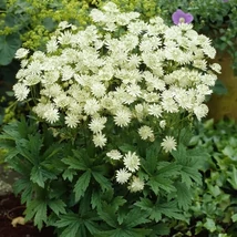 Astrantia major Snow Start Völgycsillag D14