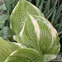 Hosta Winter Snow Árnyékliliom CS14