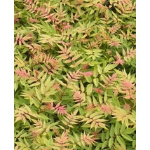 Sorbaria sorbifolia 'Pink Hopi' – Tollas gyöngyvessző 40-50 C2