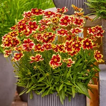 Coreopsis verticillata 'Twinklebells Copper'Menyecskeszem Cs14