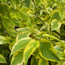 Cornus alba 'Spaethii' - Arany tarka fehér som 80/100